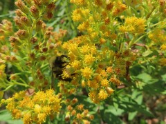 Anthophila