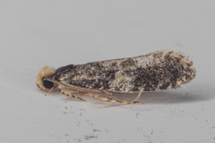 Tineinae