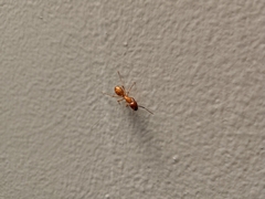 Camponotus castaneus