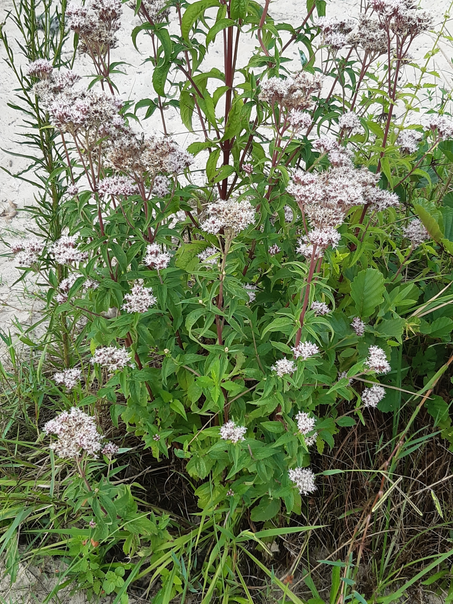 Eupatorium cannabinum — photo 3