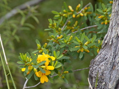 Pultenaea euchila