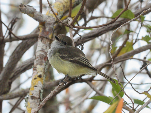 Galapagos Flycatcher (Myiarchus magnirostris), photo 8