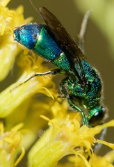 Chrysis ignita