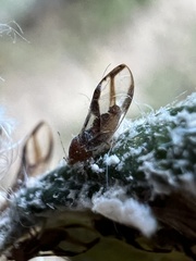 Phylloplecta tripunctata