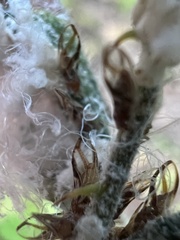 Phylloplecta tripunctata