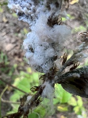 Phylloplecta tripunctata