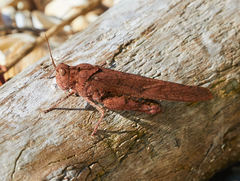 Trimerotropini