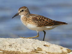 Least Sandpiper photo 3