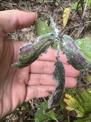 Phylloplecta tripunctata