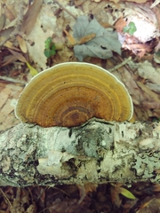 Daedaleopsis confragosa