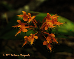 Platanthera ciliaris