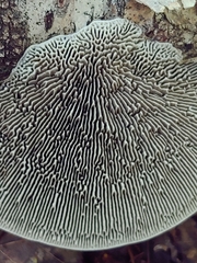 Daedaleopsis confragosa