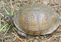 Terrapene carolina triunguis