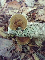 Daedaleopsis confragosa