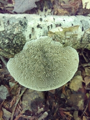 Daedaleopsis confragosa