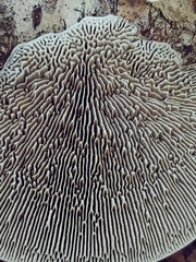 Daedaleopsis confragosa