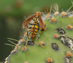 Polistes versicolor