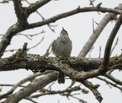 Mimus parvulus