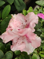 Rhododendron catawbiense
