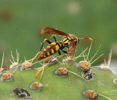Polistes versicolor
