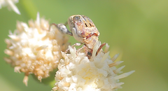 Penthobruchus germaini