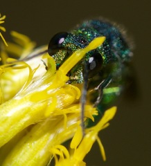 Chrysis ignita
