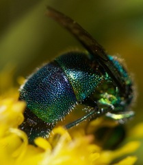 Chrysis ignita