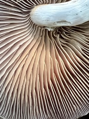Laccaria ochropurpurea