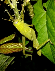 Anacridium aegyptium