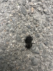 Phloeodes diabolicus