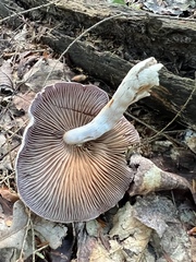 Laccaria ochropurpurea