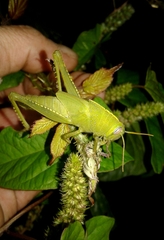 Anacridium aegyptium