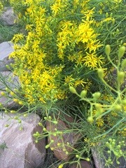 Senecio spartioides
