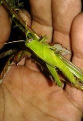 Anacridium aegyptium