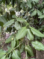 Euonymus fortunei