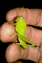 Anacridium aegyptium