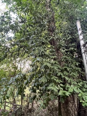 Euonymus fortunei