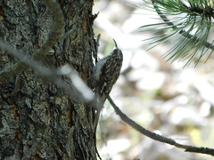 Certhia americana