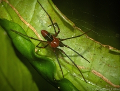 Dimidamus dimidiatus