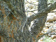 Certhia americana