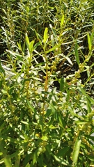 Proserpinaca palustris