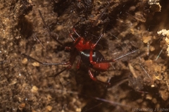 Dimidamus dimidiatus