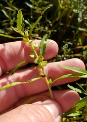 Proserpinaca palustris