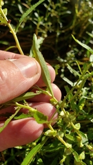 Proserpinaca palustris