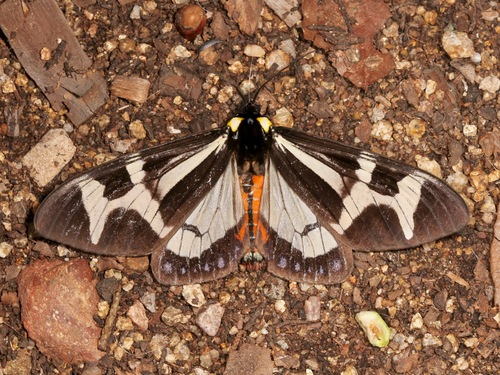 Northern Giant Flag Moth photo 5