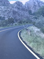 Odocoileus virginianus carminis