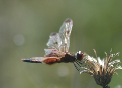 Celithemis elisa