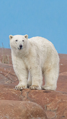 Ursus maritimus