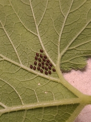 Anasa tristis