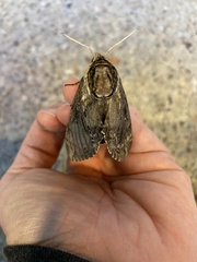 Ceratomia catalpae
